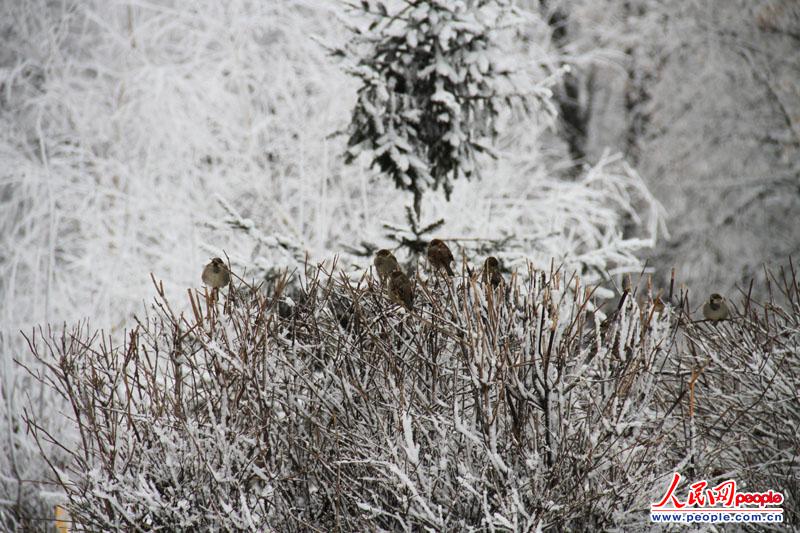 ��ͼ:Ī˹�Ƶ�ѩ��������10��