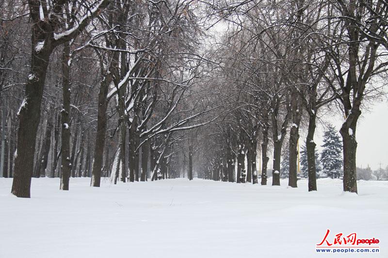 ����Ƭ�޺۵�ѩ���ϣ����ǲ���Ҳ�в���ȥ�ĳ嶯��