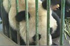 虐待大熊猫事件调查