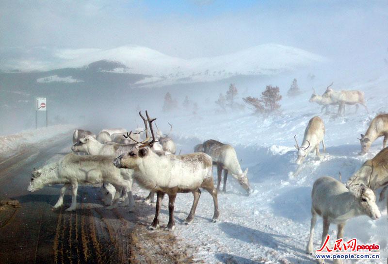 当地时间2013年3月26日，摄影师Lynn McCubbin发现苏格兰高地一群饥饿的驯鹿在路边食用防止积雪的盐。英国连日来的降雪使除雪机马力全开，但只要盐一撒到地上，就会很快被驯鹿吃掉，因为盐的味道很像动物们稀缺的一种矿物质的味道，能够提高食欲。（图片来源：东方IC 版权所有，盗用必究）