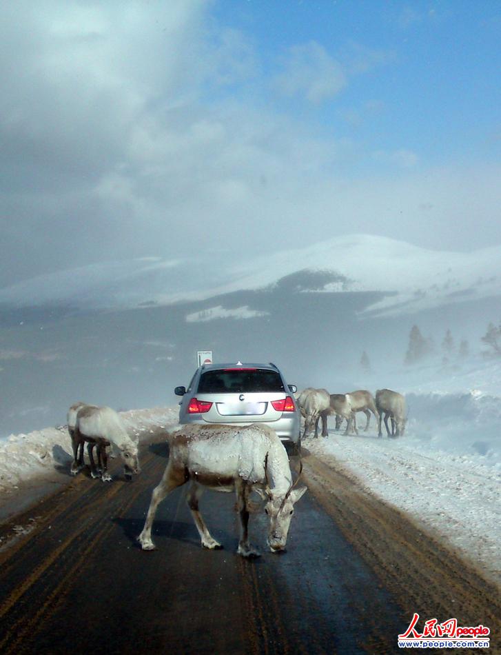 当地时间2013年3月26日，摄影师Lynn McCubbin发现苏格兰高地一群饥饿的驯鹿在路边食用防止积雪的盐。英国连日来的降雪使除雪机马力全开，但只要盐一撒到地上，就会很快被驯鹿吃掉，因为盐的味道很像动物们稀缺的一种矿物质的味道，能够提高食欲。（图片来源：东方IC 版权所有，盗用必究）