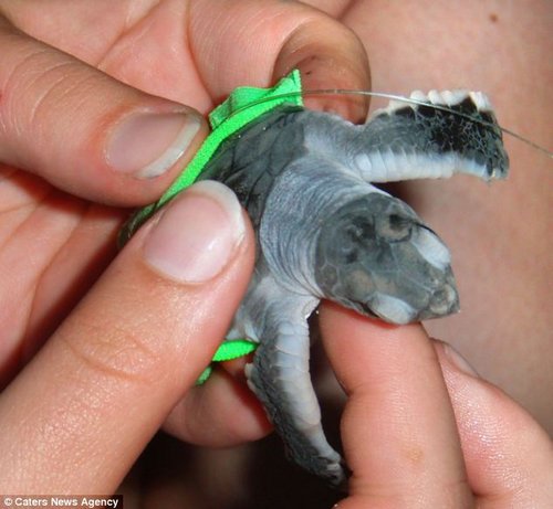 乌龟宝宝的小马甲是做游泳衣剩下的面料制作的.