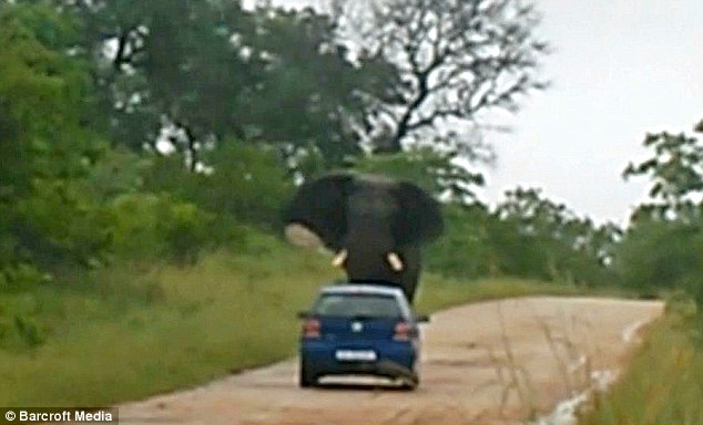 实拍南非大象发疯攻击轿车如碾蚂蚁（图）