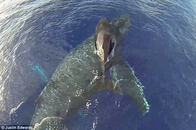 鲸鱼妈妈背着宝宝在大海中游泳(组图)