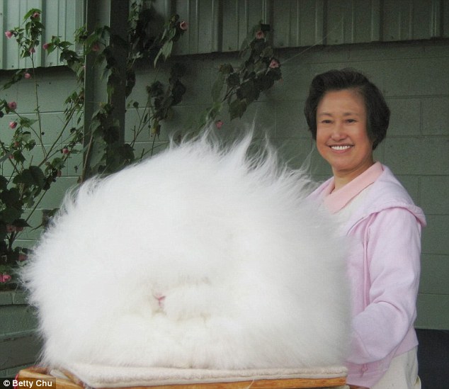 趣图华裔教授饲养的巨型安哥拉兔