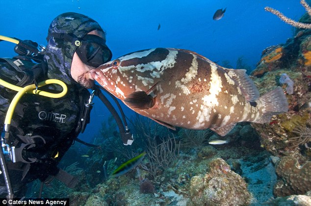 趣图:大石斑鱼和潜水员拥抱接吻