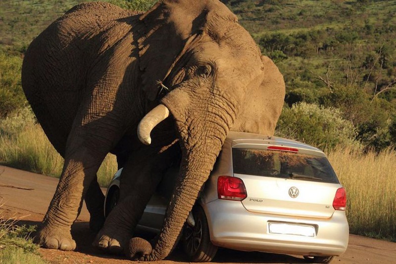 高清:南非大象用轿车挠痒痒 乘客死里逃生
