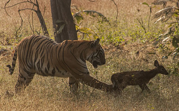 印度：懷孕母老虎將小鹿當『孩子』 玩耍一陣後放生【2】