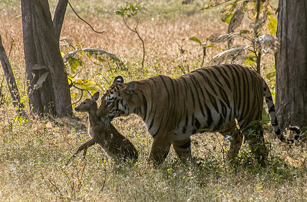 印度：懷孕母老虎將小鹿當『孩子』 玩耍一陣後放生【4】