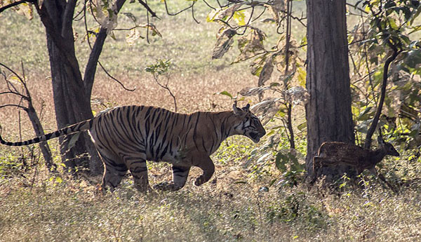 印度：懷孕母老虎將小鹿當『孩子』 玩耍一陣後放生【3】