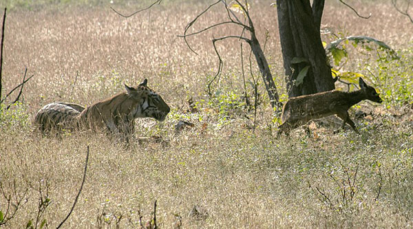 印度：懷孕母老虎將小鹿當『孩子』 玩耍一陣後放生【5】