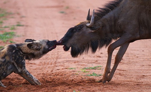 南非野狗咬住比自己大一倍的角马鼻子将其拖走