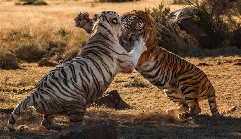 组图:两头母老虎南非打架争领地:白虎胜黄虎