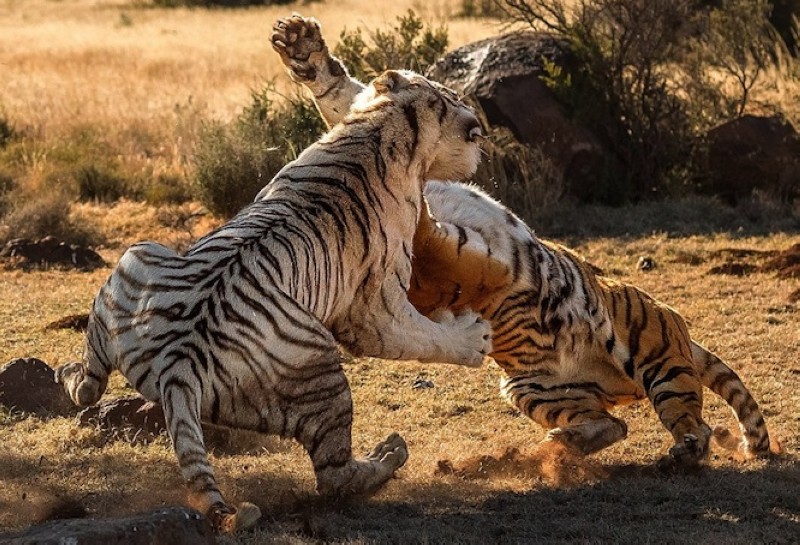 组图:两头母老虎南非打架争领地:白虎胜黄虎