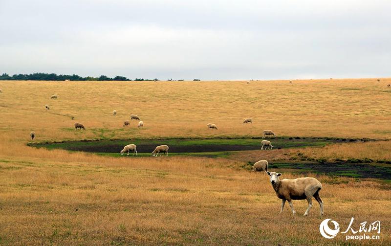 大洋路附近的农场，羊们悠闲自得的在吃草（摄影 贺吉）