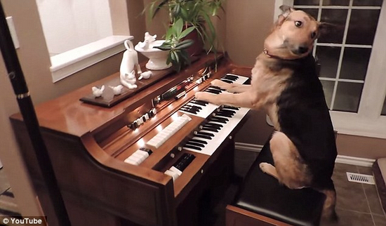 实拍:牧羊犬演奏钢琴,并庄重鞠躬- Micro Read