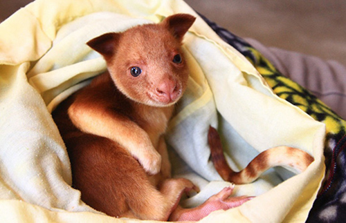 澳动物园用沙袋鼠育儿袋成功救活树袋鼠幼崽