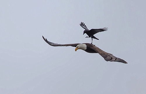 乌鸦在飞翔中的秃鹰背上“歇脚”