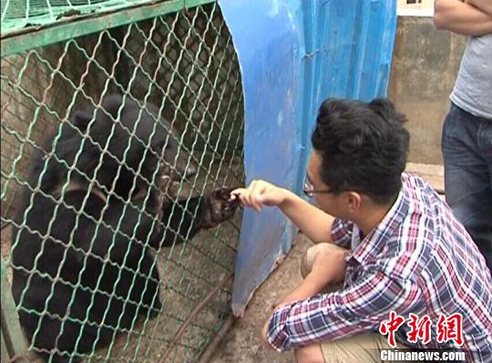 村民从越南人手中买宠物狗 两年后发现是黑熊