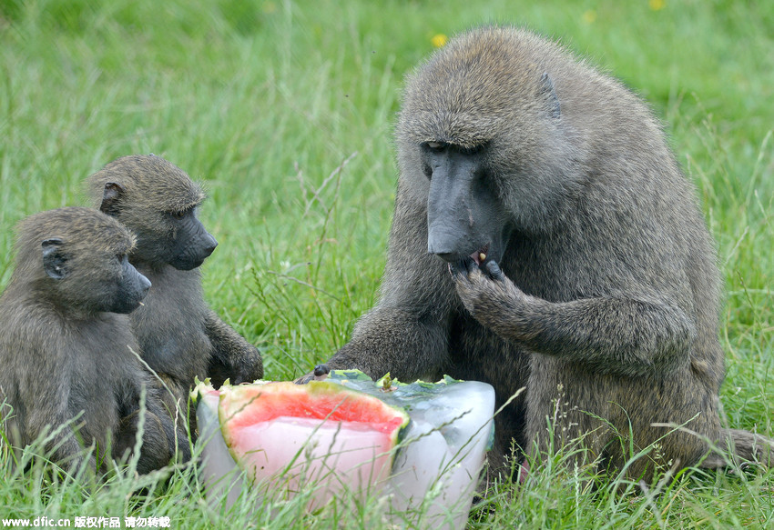 高清:动物园发高温补贴 狒狒享用降温食品