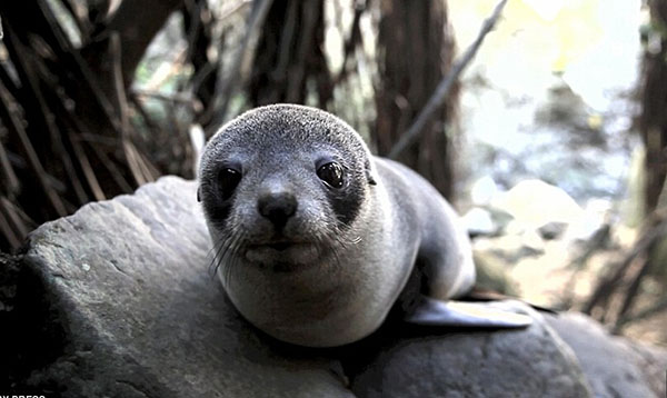 天然海豹托儿所原来就在新西兰 世界唯一