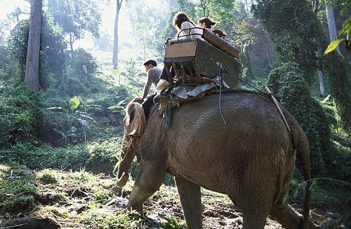游客在泰国骑大象出行（每日邮报截图）