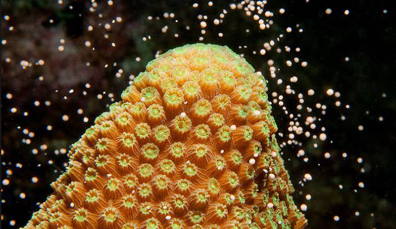 珊瑚虫产卵(图片来源:珊瑚保护组织coralgardening)