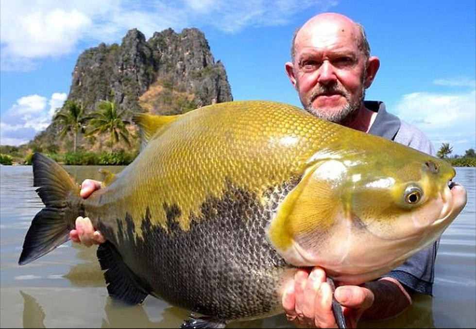 泰国天然湖泊盛产巨型鲤鱼 重达200斤(组图)