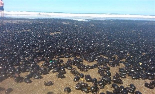 几十万黑色甲虫大举“入侵”阿根廷海岸