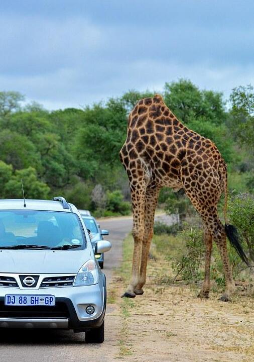 游客在南非拍下无头长颈鹿(图)