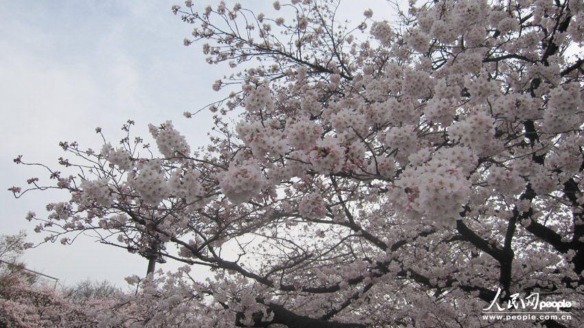 日本进入樱花季 东京著名赏花地人山人海