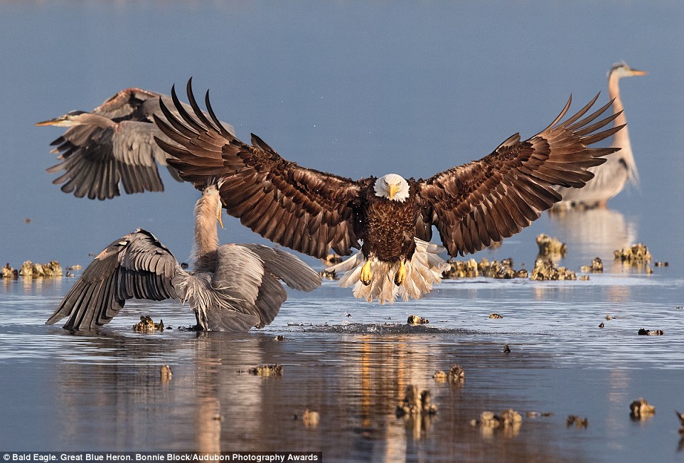 美国鸟类摄影大赛作品:北美红雀似愤怒的小鸟