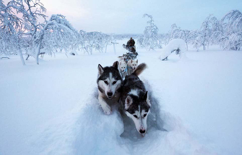 芬兰女子的北极遁世生活:与85只哈士奇相依相