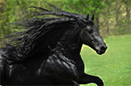 最帅黑马配种一次3.5万元