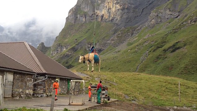 瑞士受伤奶牛“乘”直升机看病（图）