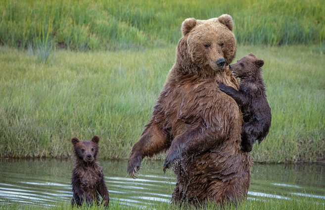 高清:熊妈妈背怕水熊宝宝过河 画面暖心