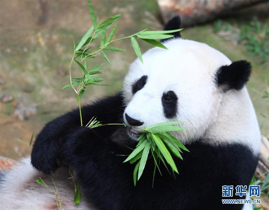 马来西亚动物园为大熊猫兴兴与靓靓庆生(组