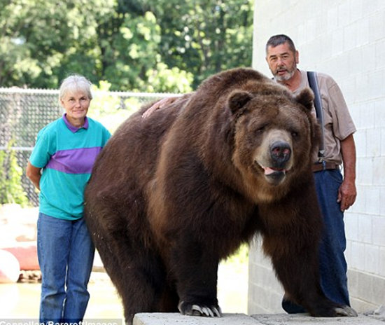 他们甚至将其中一头身长三米,体重超过1200斤的21岁大棕熊称为"儿子".