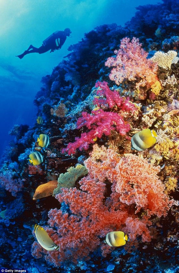 澳大利亚大堡礁大批珊瑚白化 昔日斑斓不再