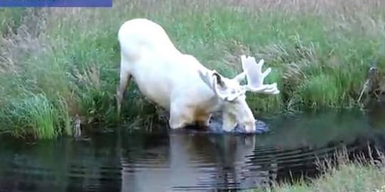 瑞典发现罕见的纯白驼鹿