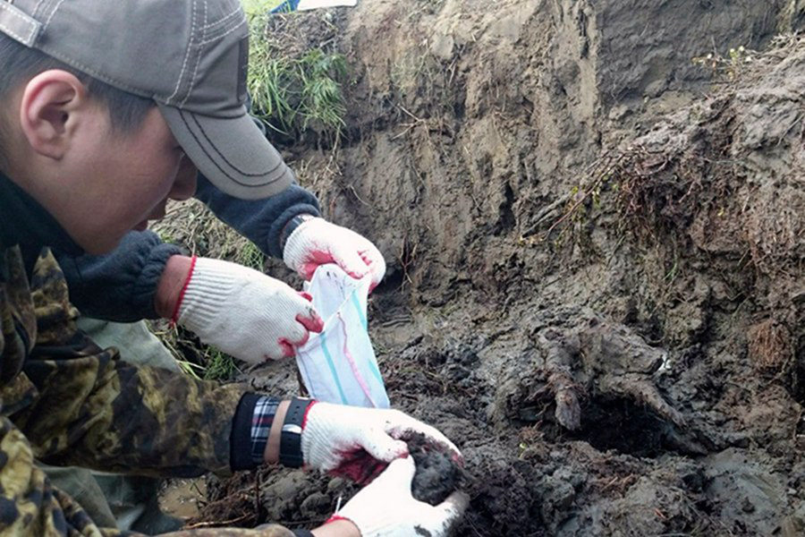 俄罗斯苔原地带发现12460岁狗狗,生物学家解