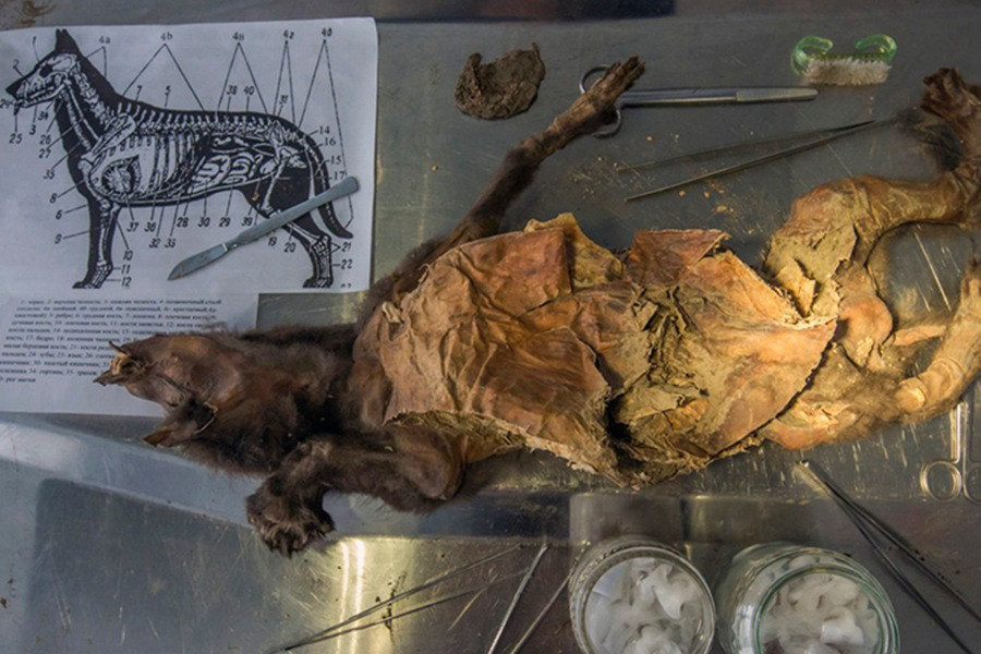 斯苔原地带发现12460岁狗狗,生物学家解剖后