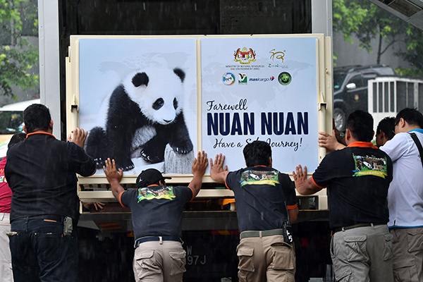 11月14日，在马来西亚吉隆坡动物园，工作人员准备把安置在特制的笼子里的“暖暖”送往机场。新华社发（张纹综 摄）