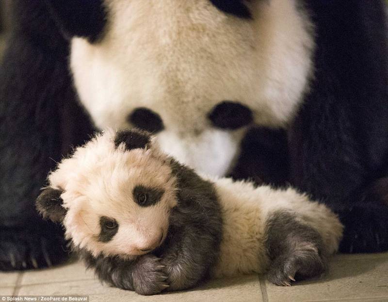 黑白萌态--首只出生于法国的大熊猫圆梦成长