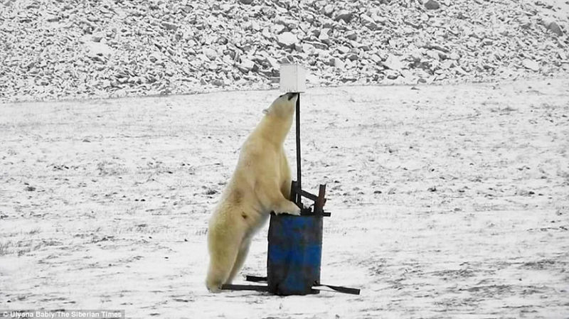 熊玩儿自拍!俄罗斯北极熊陷入相机陷阱