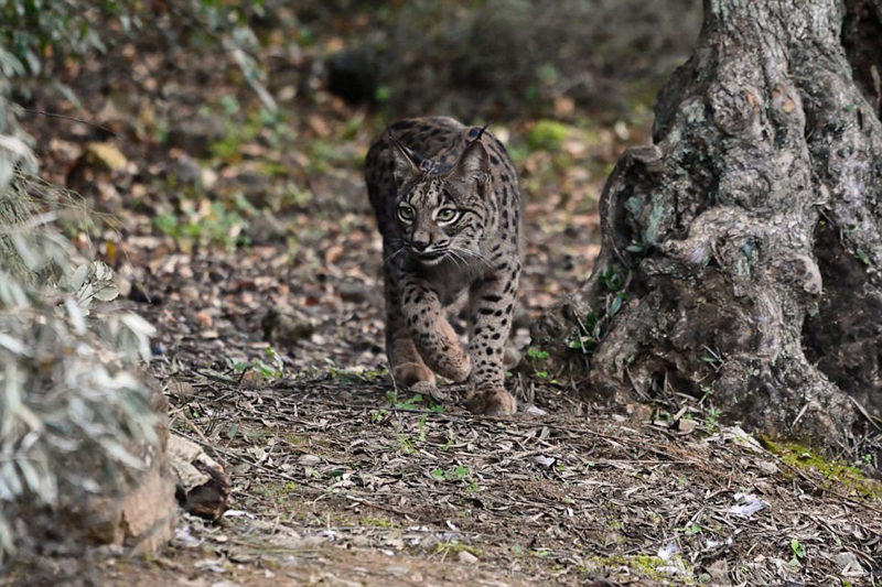 BBC最新纪录片《大猫日记》 带你走进狮虎豹
