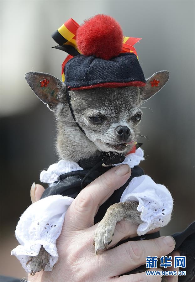 这是2012年7月21日，在比利时首都布鲁塞尔，一只吉娃娃宠物狗被国旗颜色的彩带装饰起来，庆祝比利时国庆日。 新华社记者武巍摄