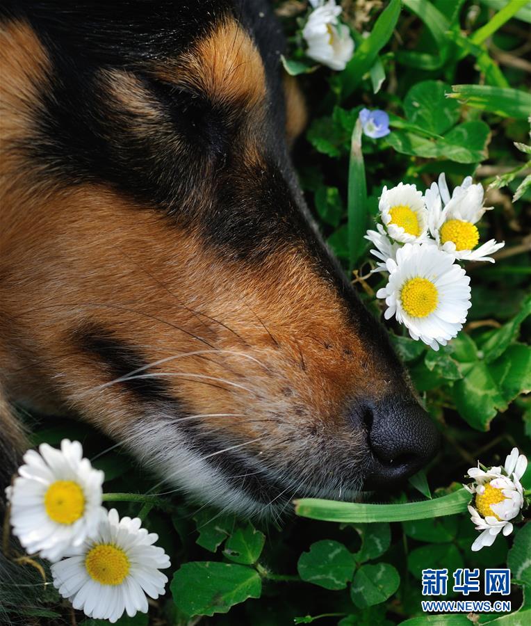 这是2012年3月21日，在意大利罗马阿达别墅公园，一只小狗在初春绽放的雏菊丛中小憩。 新华社记者王庆钦摄