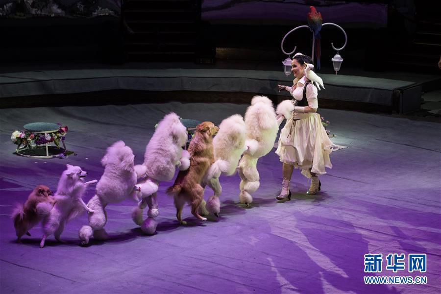 这是2017年9月17日，在俄罗斯莫斯科举行的第五届世界马戏节上，俄罗斯演员引领小狗表演。 新华社记者吴壮摄