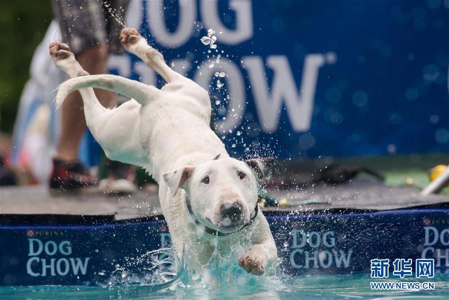 这是2014年5月18日，在匈牙利首都布达佩斯，一只狗参加跳水比赛。新华社记者王庆钦摄